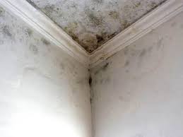 Mold Documentation for Insurance Claims